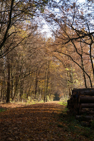 Mascheroder_Wald_Stadtstieg_web.jpg